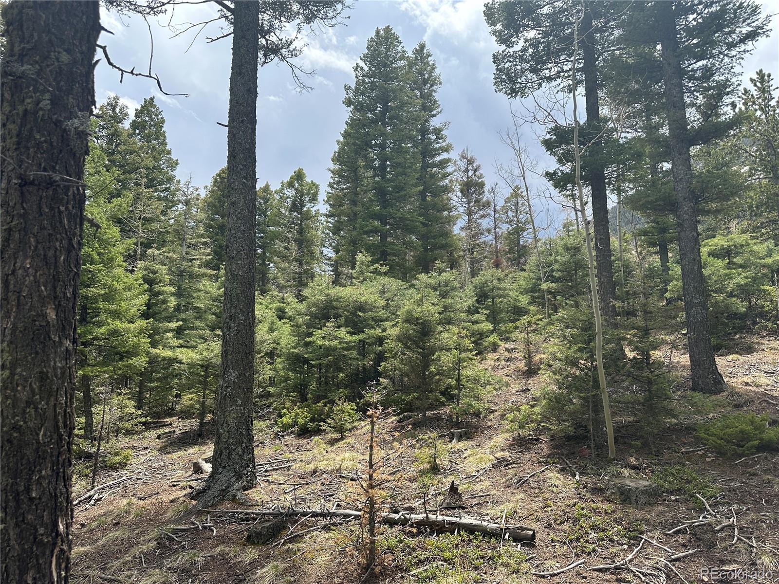 357 Big Horn Road Manitou Springs, CO 80829 - Photo 9 of 20 a view of a forest filled with trees