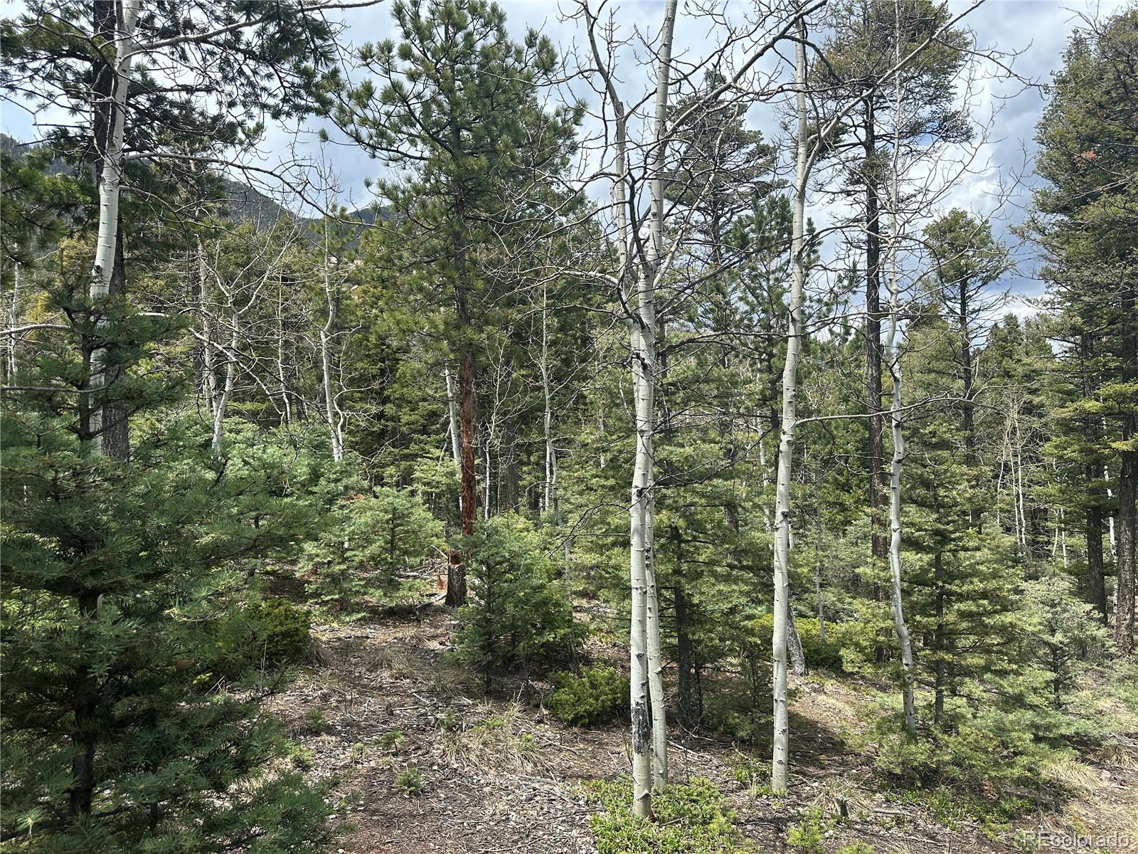 357 Big Horn Road Manitou Springs, CO 80829 - Photo 10 of 20 a view of a house with a forest