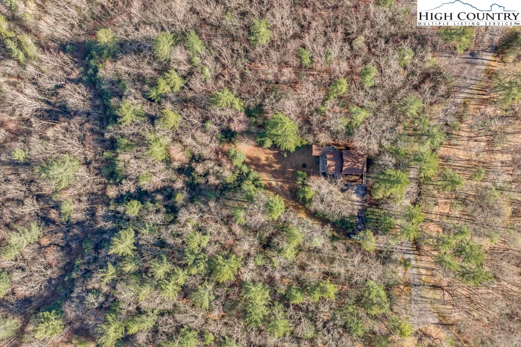 801 Wagon Ridge Road Ferguson, NC 28624 - Photo 44 of 44 a picture of a tree