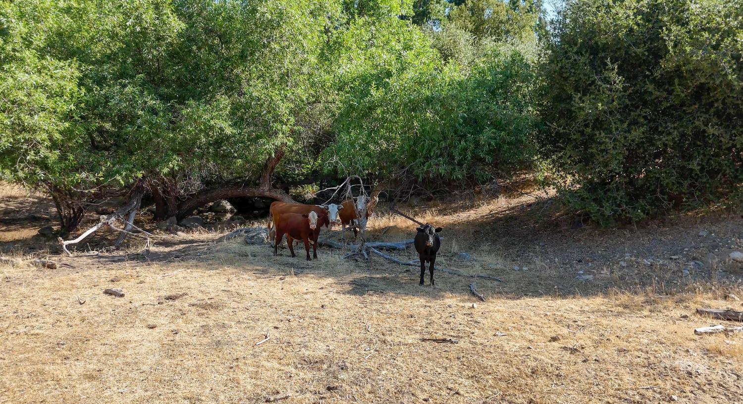 0 Whitaker Forest Road Miramonte, CA 93603 - Photo 66 of 78 a view of a yard with a tree
