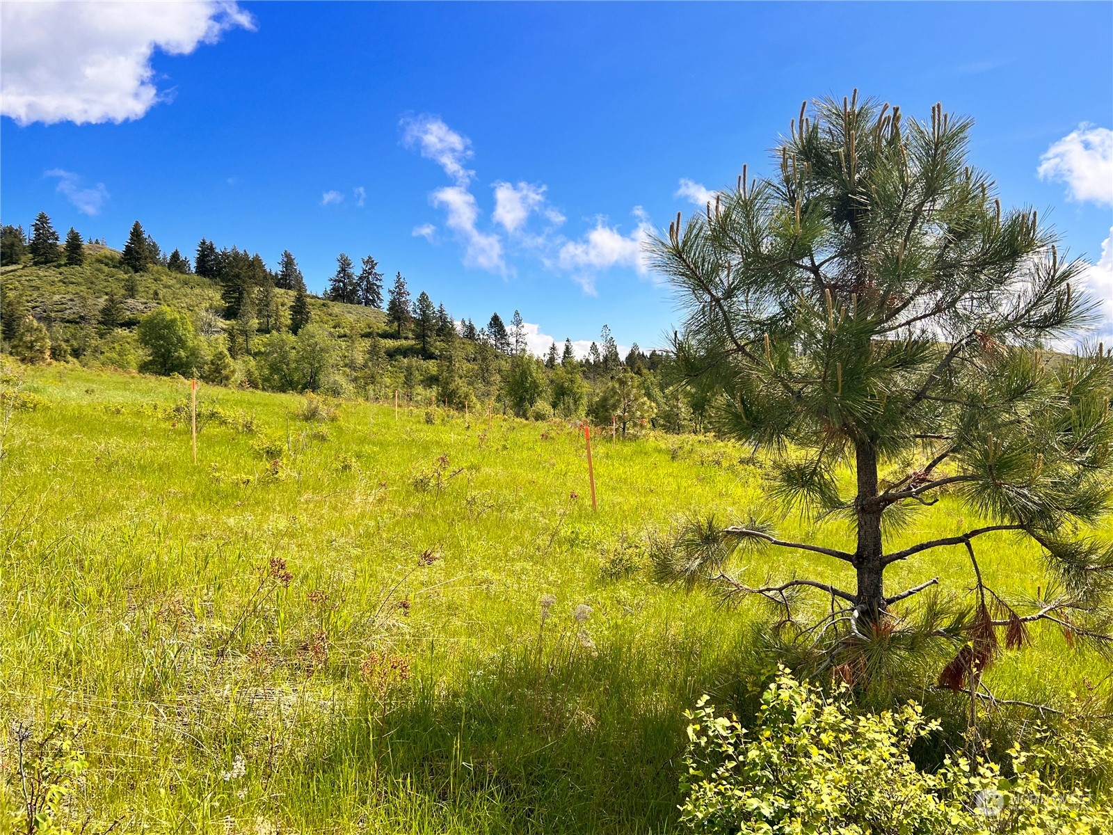 36 Moonlight Drive Curlew, WA 99118 - Photo 7 of 16 a view of a yard with a tree