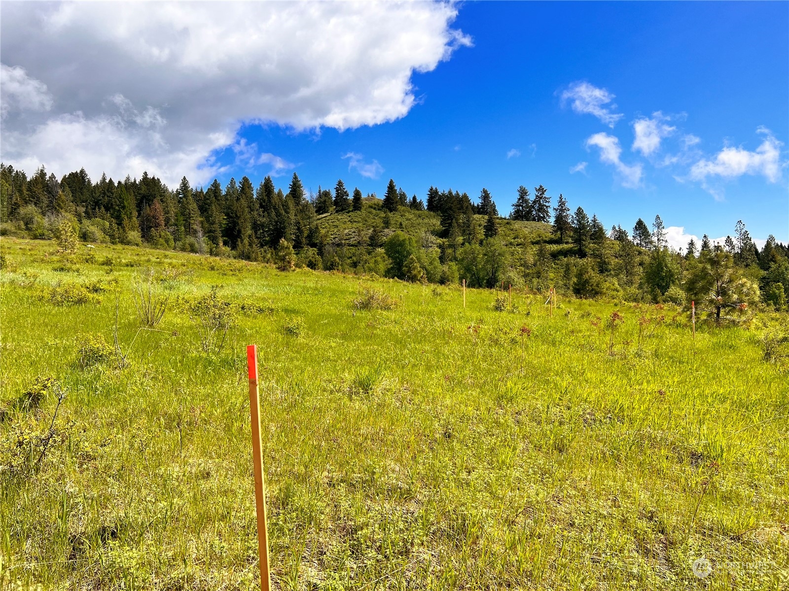 36 Moonlight Drive Curlew, WA 99118 - Photo 8 of 16 a view of a yard with an ocean