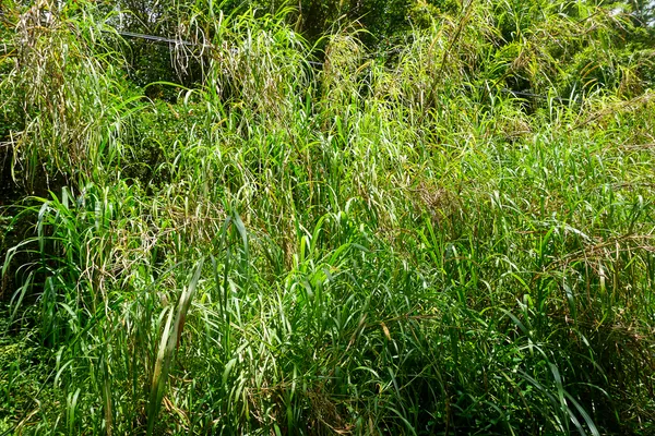 a view of a lush green field