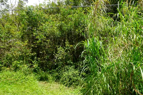 a view of a plant in a garden