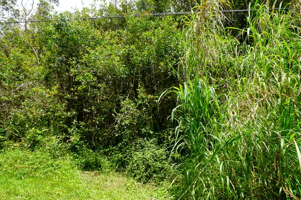 a view of a plant in a garden