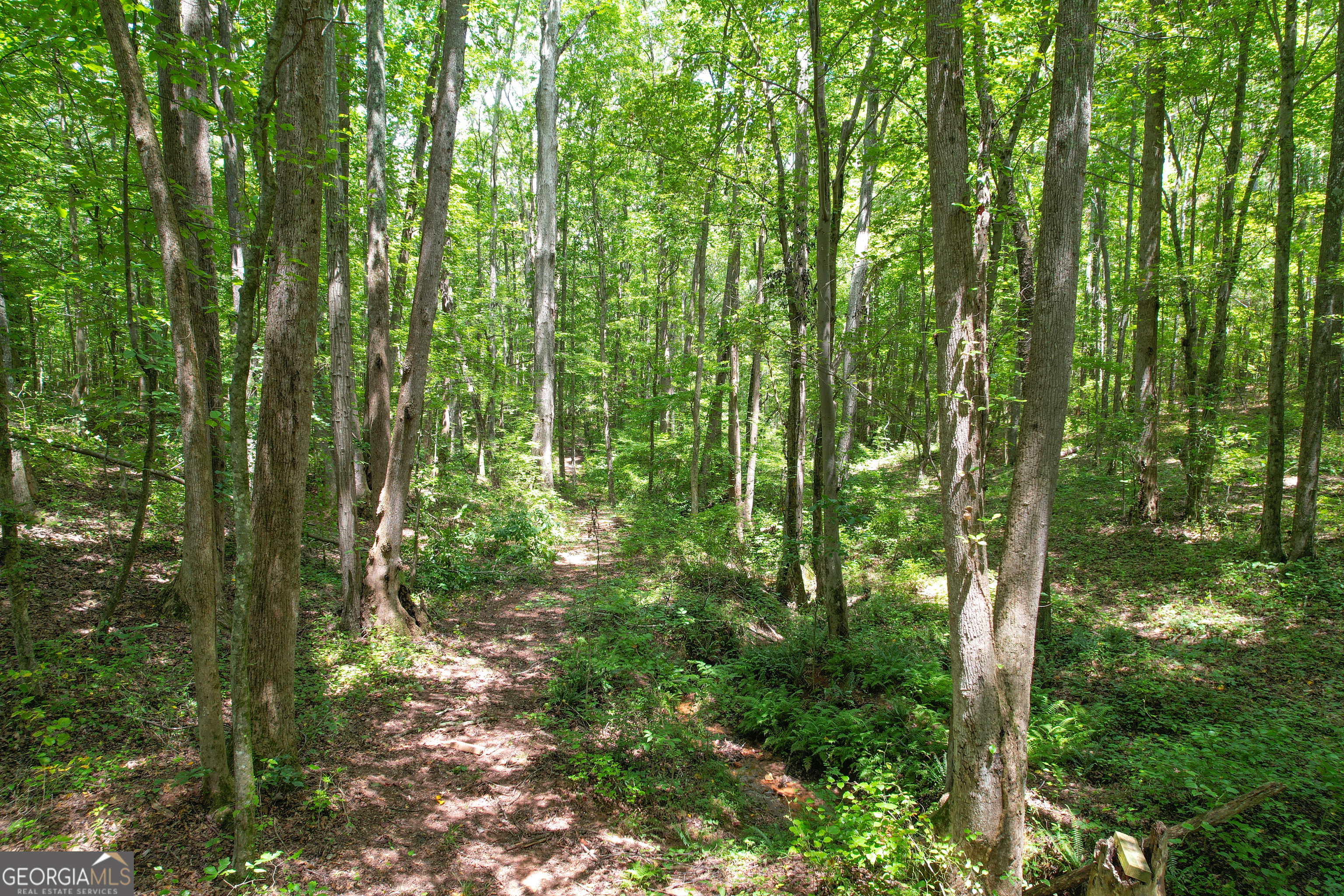 305 West Drive Roopville, GA 30170 - Photo 4 of 70 a view of forest