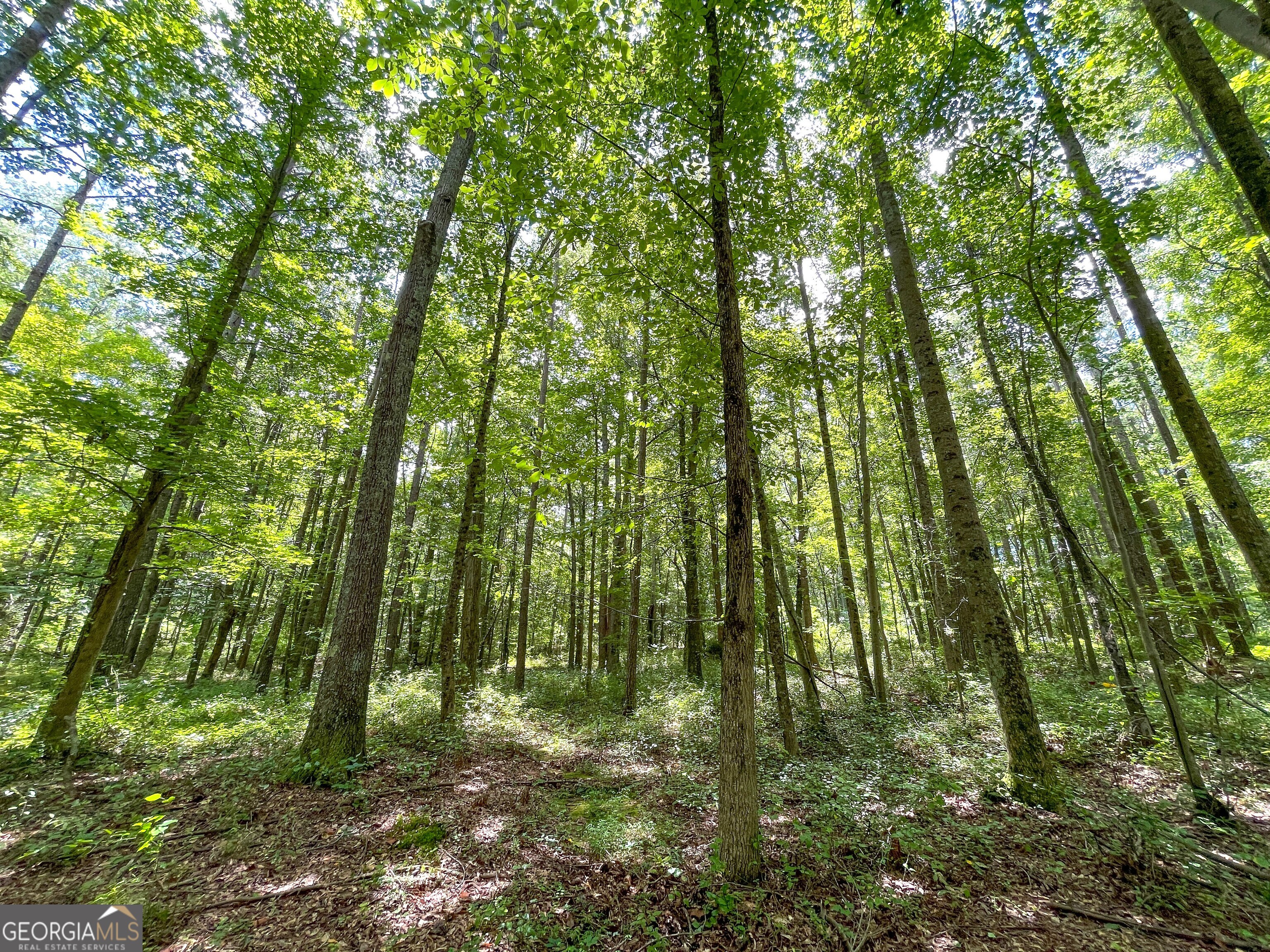 305 West Drive Roopville, GA 30170 - Photo 62 of 70 a backyard of a house with lots of green space