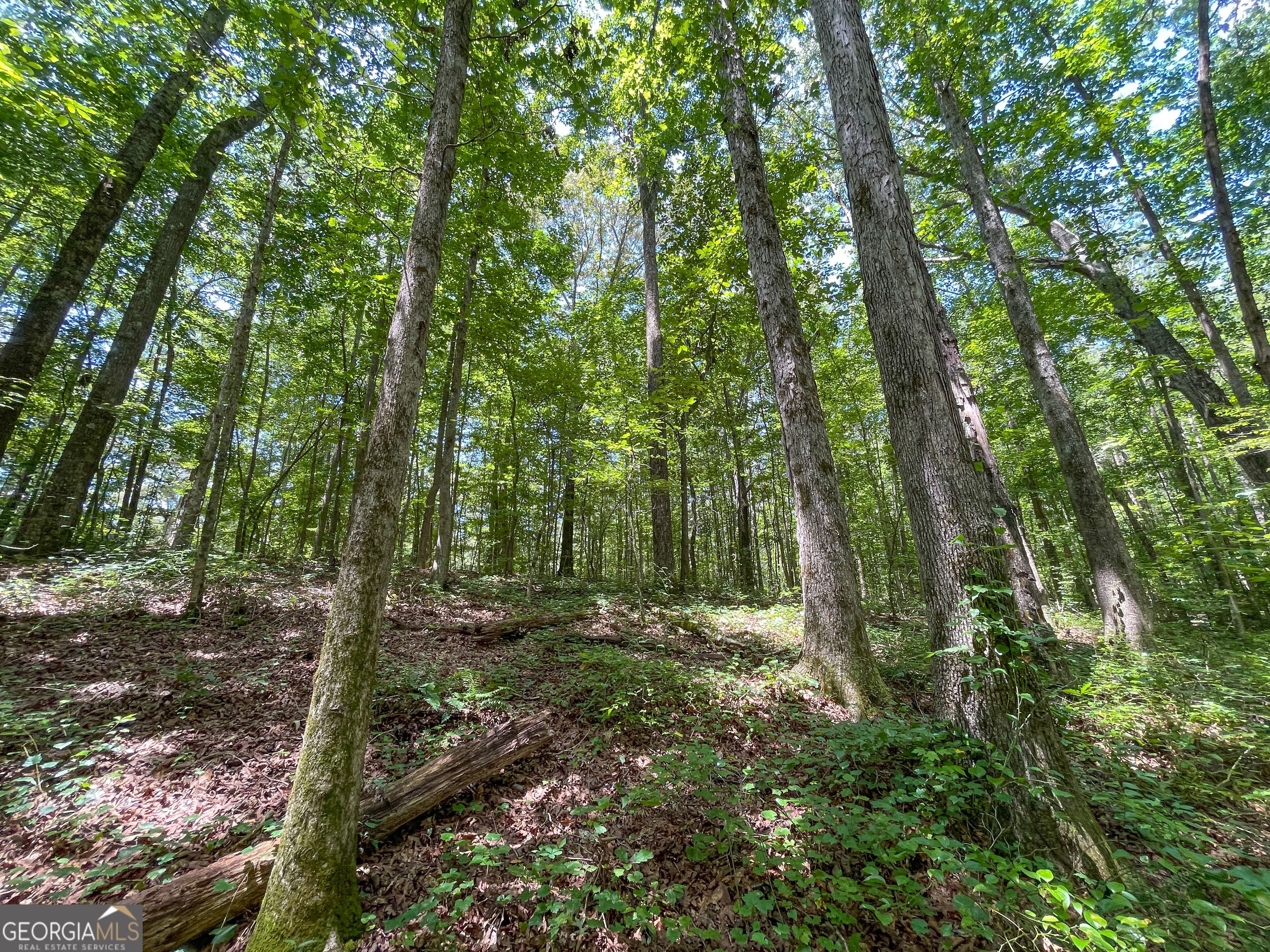 305 West Drive Roopville, GA 30170 - Photo 64 of 70 a view of outdoor space and green space