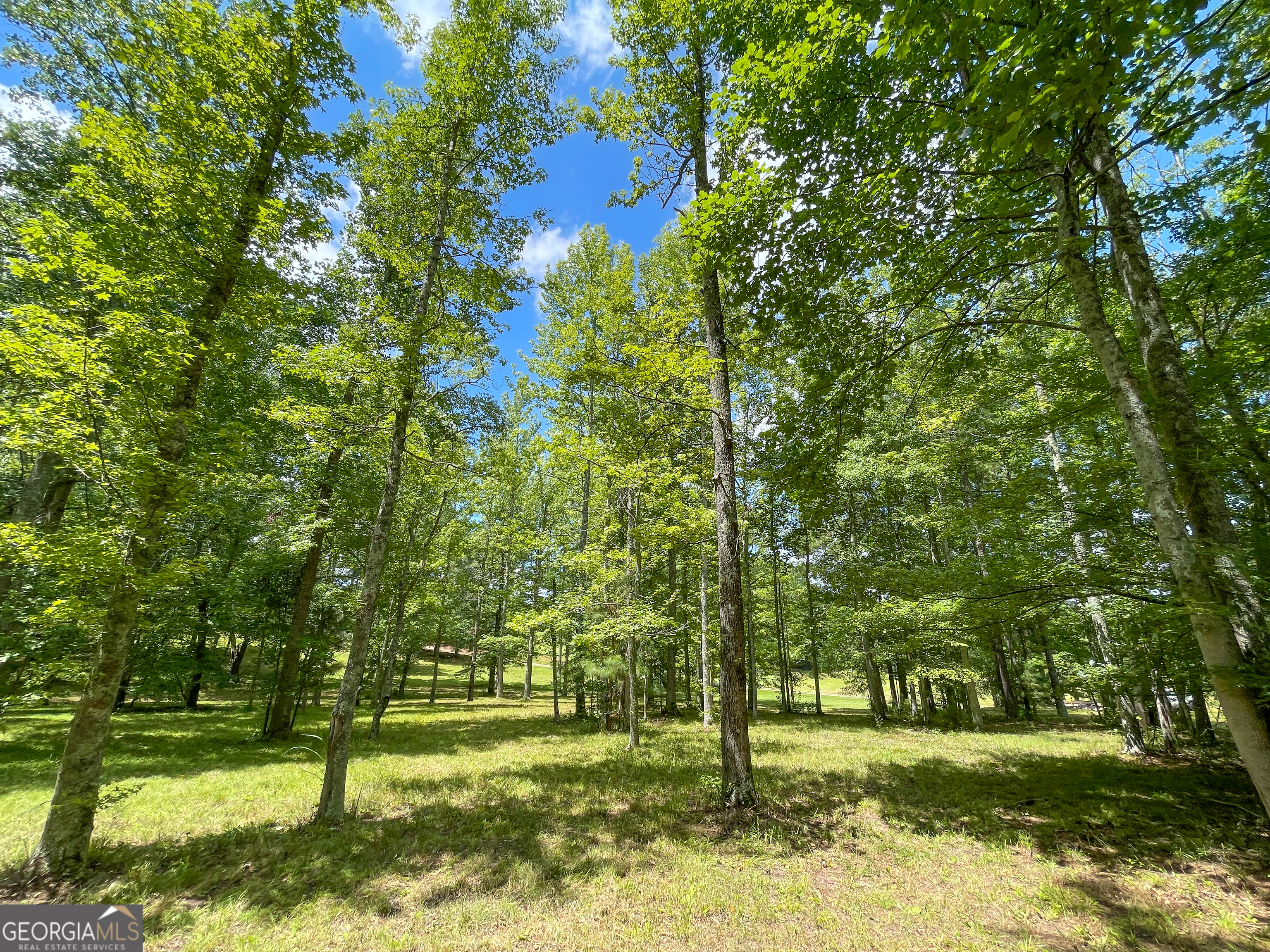305 West Drive Roopville, GA 30170 - Photo 67 of 70 a view of a tree in a yard