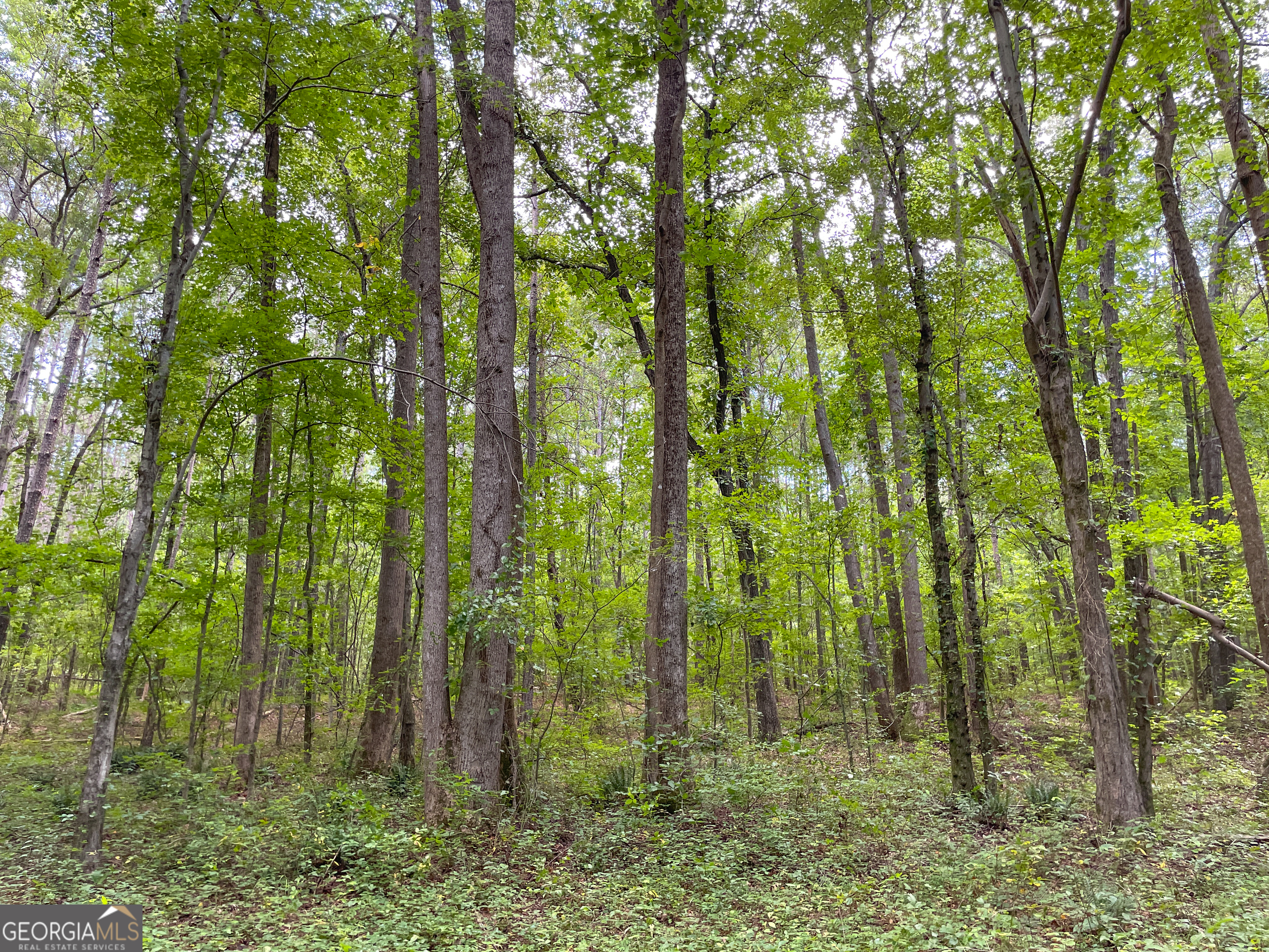 305 West Drive Roopville, GA 30170 - Photo 9 of 70 a view of outdoor space and green space