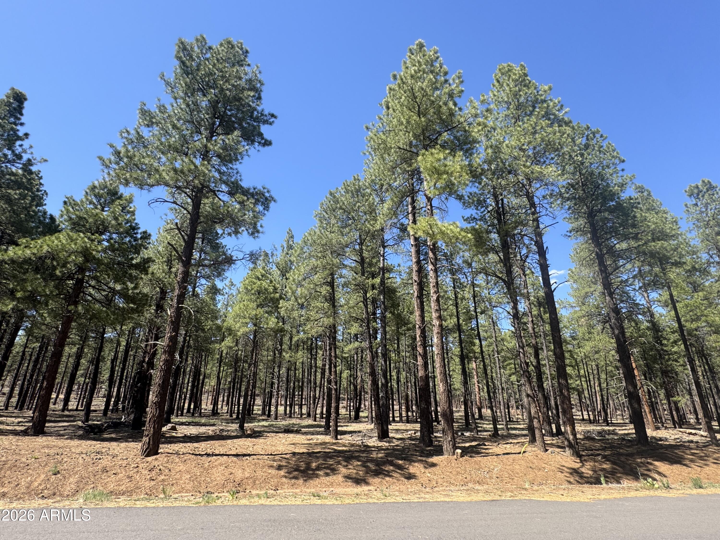 7690 Taylor Spring Lane, Unit 63 Flagstaff, AZ 86001 - Photo 6 of 7 a view of a park with trees