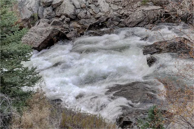 a close up of a plant in a forest