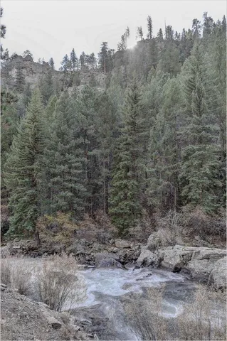 a view of a dry yard with trees and bushes