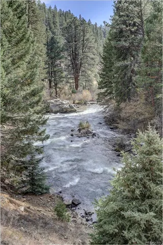 a view of a forest with large trees