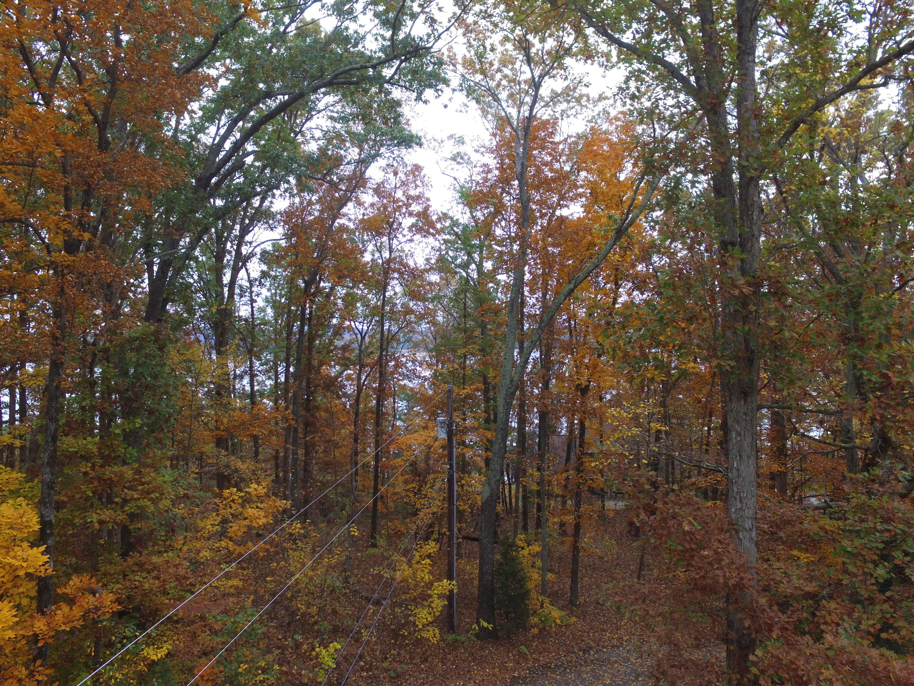 Woodland Drive Rutledge, TN 37861 - Photo 2 of 11 2017-11-09 11.15.02