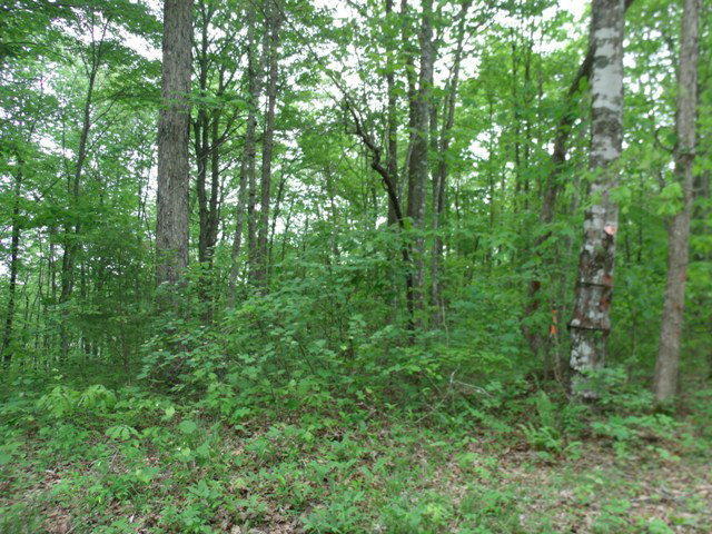 Copley Cemetery Road Road Jamestown, TN 38556 - Photo 1 of 2 165667_0