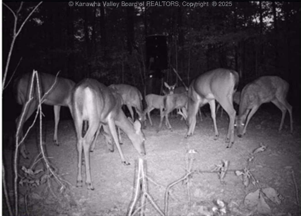 979 Reed Fork Procious, WV 25164 - Photo 29 of 30 Gallery Image 29