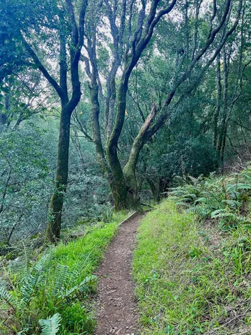 $1,995,000 | 70 Madrone Park Circle, Mill Valley, CA 94941