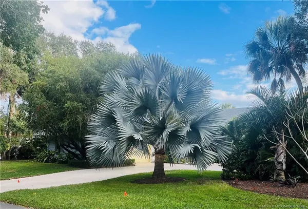 a view of three palm trees