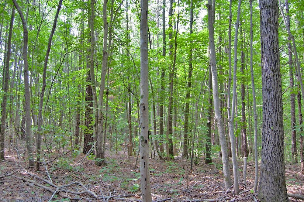 2 Bowmantown Road Roxboro, NC 27574 - Photo 11 of 18 Photo 11