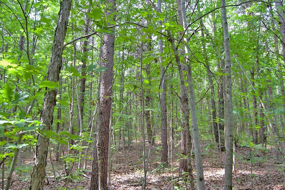 2 Bowmantown Road Roxboro, NC 27574 - Photo 12 of 18 Photo 12