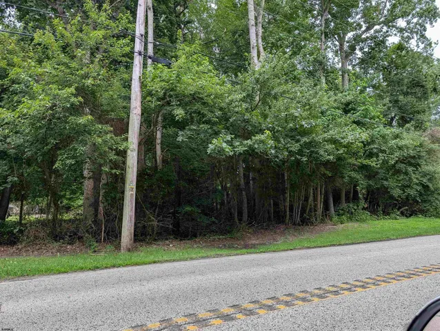 a view of a yard with plants and trees