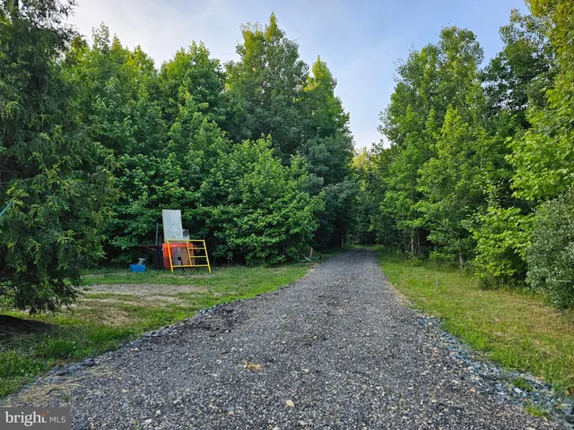a view of a forest with trees in the background