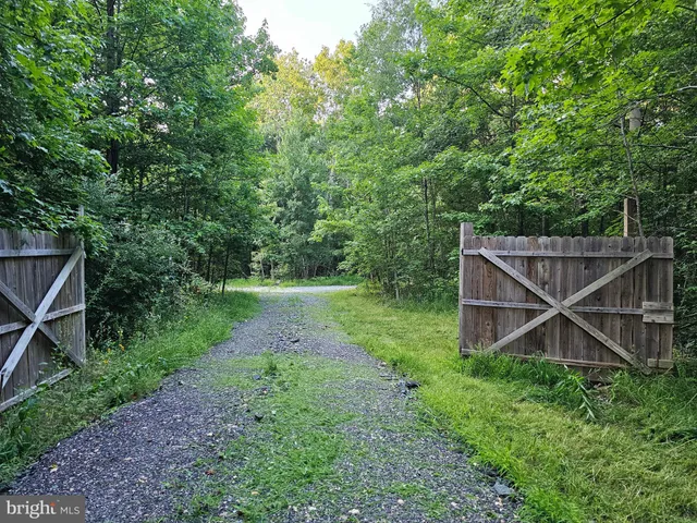 a view of a lush green forest with a trees