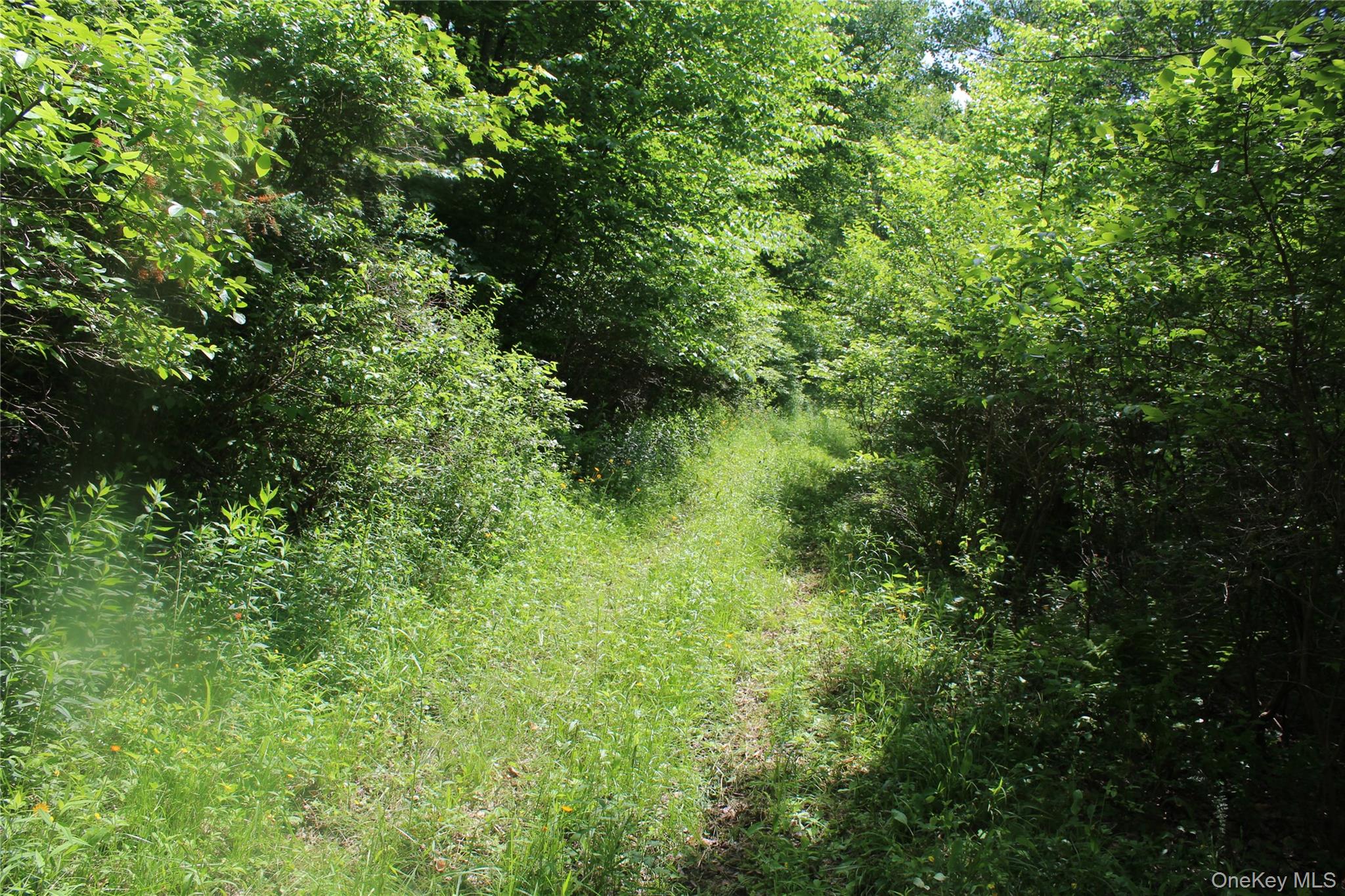 624 County Road Fremont Center, NY 12736 - Photo 33 of 40 Wooded lot with abundant foliage and a natural, unpaved pathway