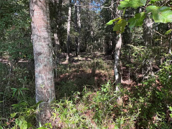 a view of a forest with trees