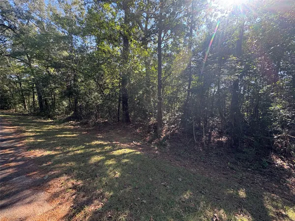 a view of a forest with trees