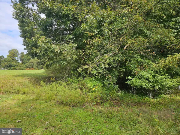 a view of a lush green space