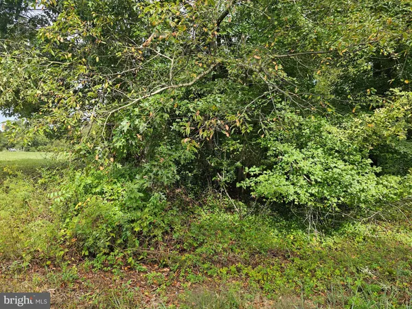 a view of a lush green forest with lots of trees