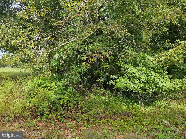 a view of a lush green forest with lots of trees
