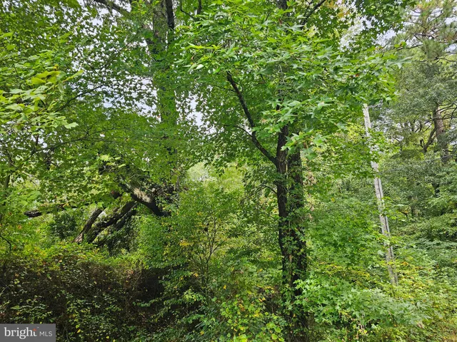 a view of a lush green forest