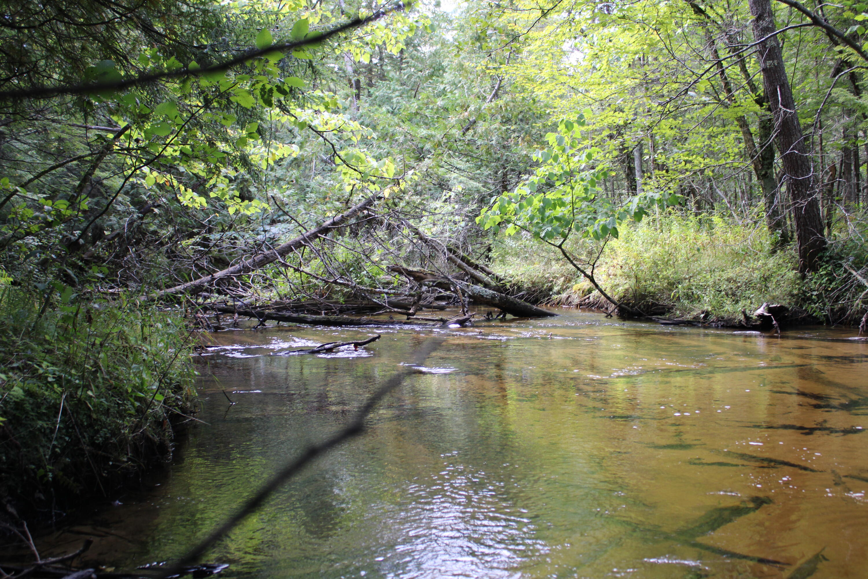 0 8 8 Mile Road Reed City, MI 49677 - Photo 4 of 26 .