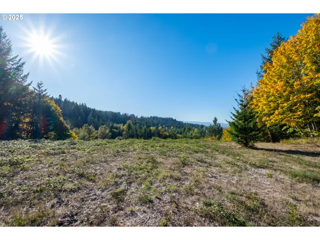 a view of a yard with a tree
