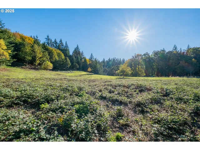 a view of a grassy area with an trees