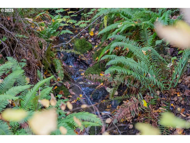 a view of a forest that has large trees