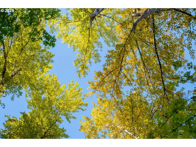 a view of a bunch of trees