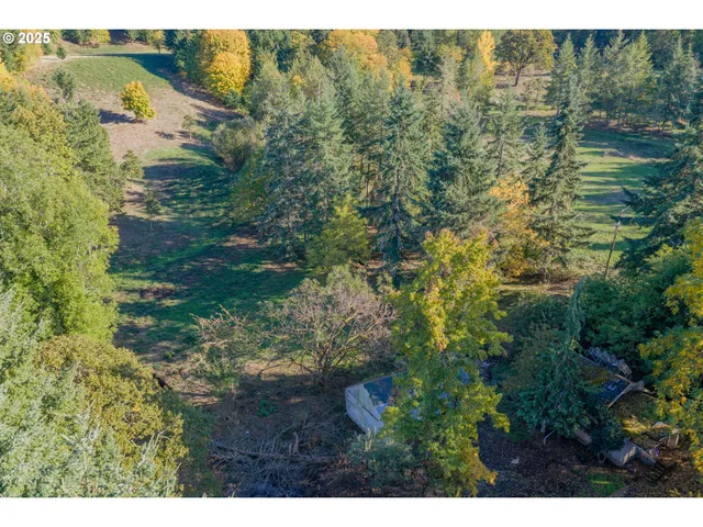 a view of a forest with a street