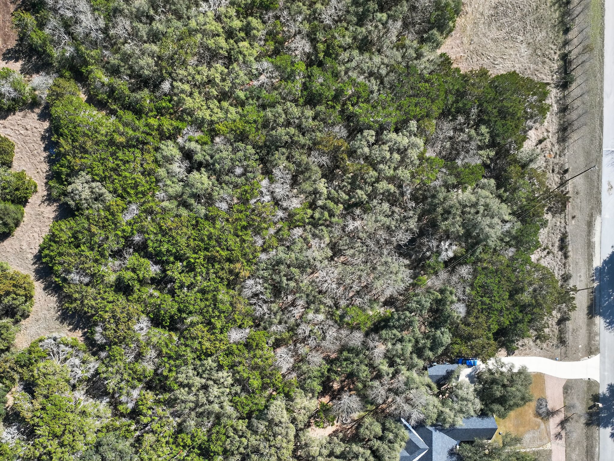 0 Royal Street Salado, TX 76571 - Photo 17 of 33 a view of a forest with a tree