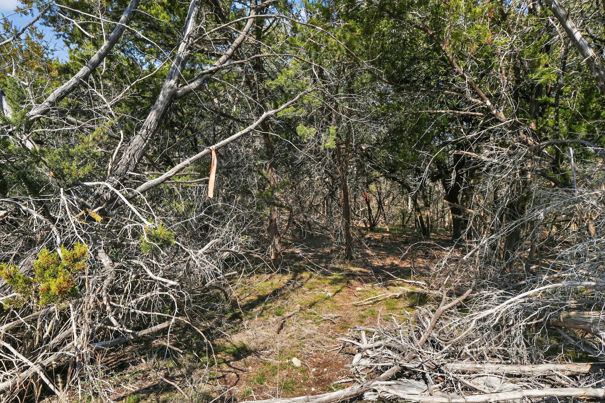 0 Royal Street Salado, TX 76571 - Photo 5 of 33 a picture of a tree