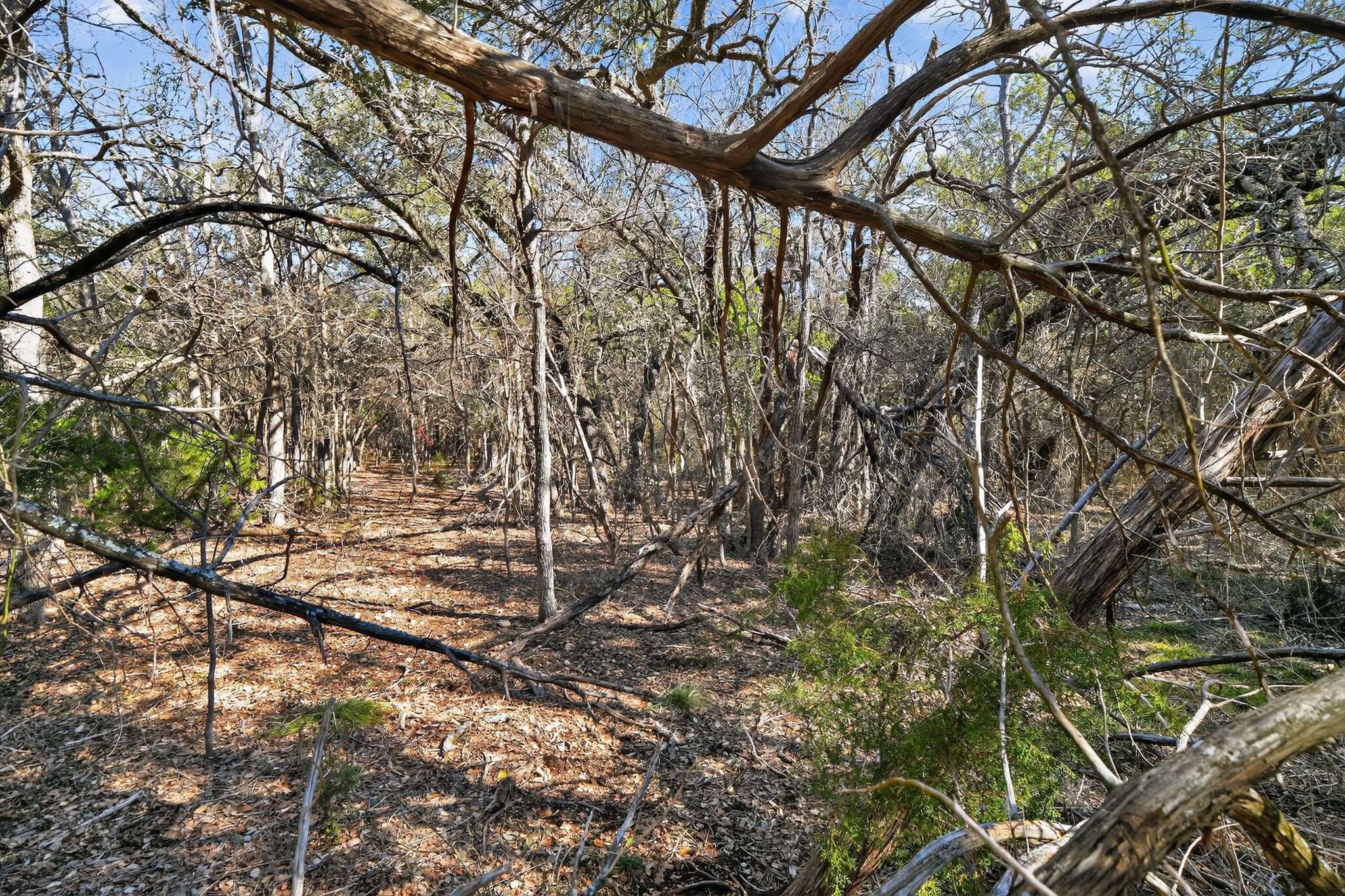 0 Royal Street Salado, TX 76571 - Photo 9 of 33 a backyard of a house with lots of green space