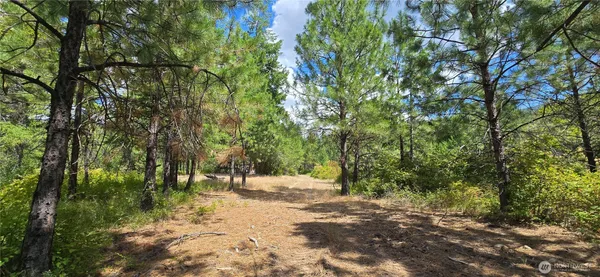 a view of a forest with trees