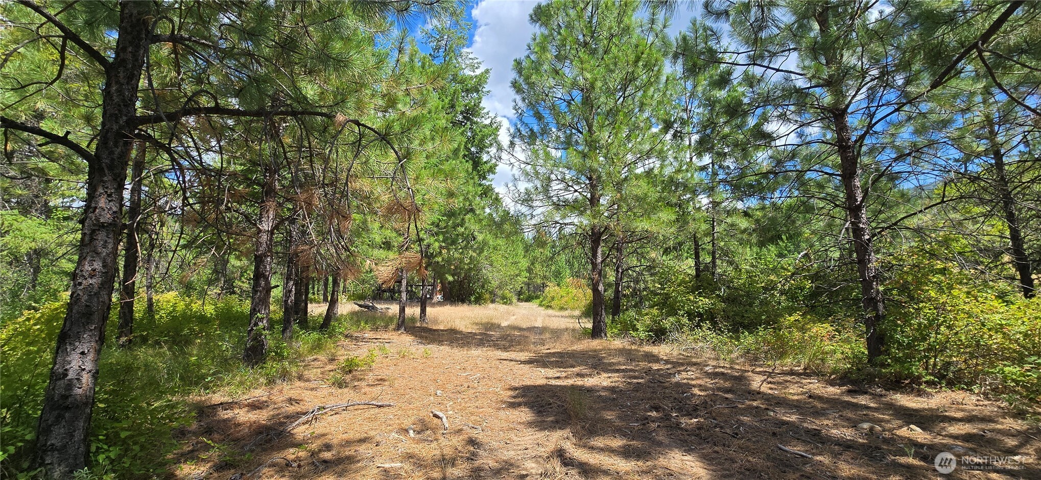 a view of a forest with trees