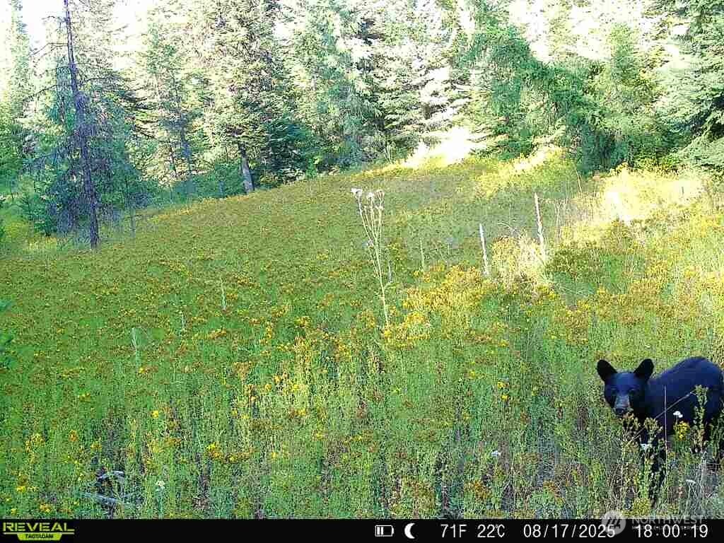 1733 Old CC Road Addy, WA 99101 - Photo 13 of 38 a view of a garden with a lake