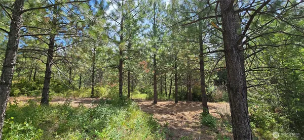 a view of a forest with trees in front of it