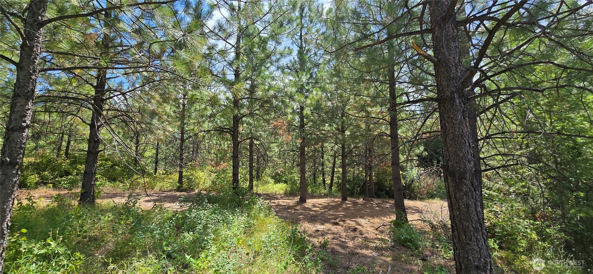 1733 Old CC Road Addy, WA 99101 - Photo 13 of 32 a view of a forest with trees in front of it