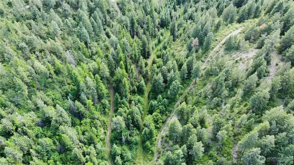 a view of a lush green forest